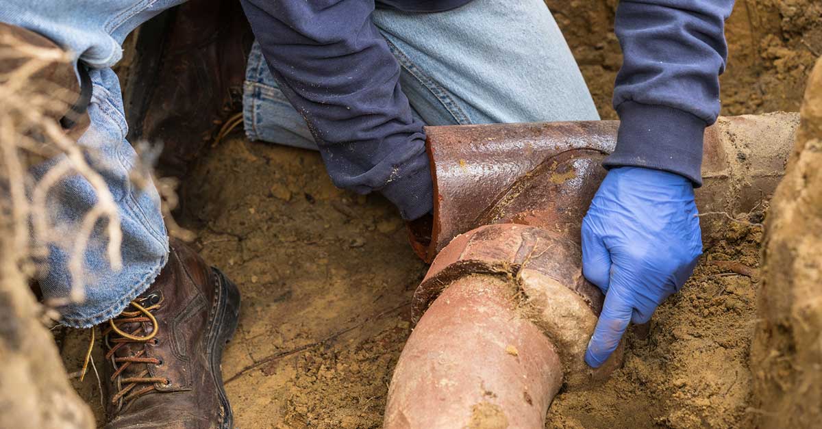 Tree Roots in Your Sewer Line: Options, Costs & How to Prevent Them Coming Back
